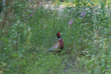 pheasant